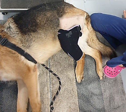 attelle cryothérapie cas clinique physiotherapie post chirurgie ligament croisé chien Mikan